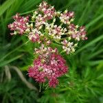 Mutellina adonidifolia 花