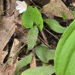 Claytonia caroliniana Folio