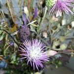 Galactites tomentosusFlor