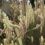 Sideritis lasiantha Flor