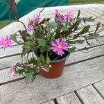 Senecio elegans عادت داشتن