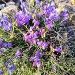 Polygala microphylla Fiore