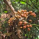 Leea guineensis Fruit