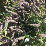 Agastache rugosa Libunga