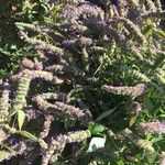 Agastache rugosa عادت داشتن