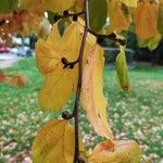 Parrotia subaequalis Otro