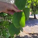 Bauhinia purpurea Fuelha