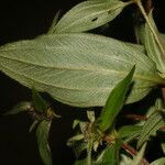 Chaetogastra longifolia Leaf