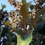 Eriobotrya japonica Flower