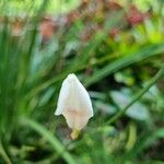 Utricularia alpina Květ