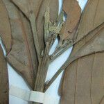 Nectandra cissiflora Beste bat