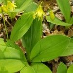 Clintonia borealis ᱥᱟᱠᱟᱢ