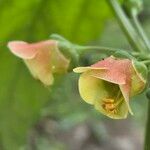 Scrophularia trifoliata Fula