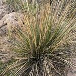 Cortaderia pungens Leaf