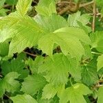 Viburnum macrocephalum Leaf