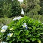 Hydrangea arborescensКвітка