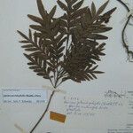 Quiina pteridophylla