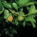 Eriotheca globosa Fruit