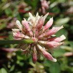 Trifolium pallescens 花