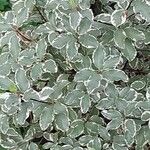 Pittosporum tenuifolium Leaf