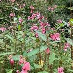 Impatiens glanduliferaফুল