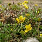 Ranunculus brotherusii Hàbitat