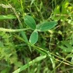 Trifolium montanum 葉