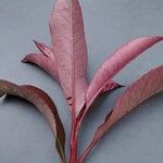 Photinia serratifolia Blatt