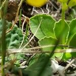 Primula auricula Leaf