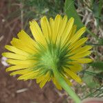 Doronicum columnae Květ