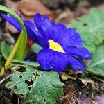 Primula vulgaris 叶