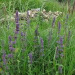 Nepeta ciliaris Habitus