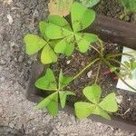 Oxalis tetraphyllaBlatt