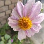 Dahlia tenuicaulis Blomst