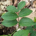 Lathyrus venetus Blad