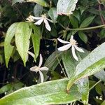 Clematis armandi Folha