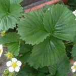 Fragaria × ananassa برگ