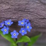 Myosotis sylvaticaFlor