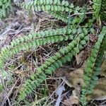 Asplenium adulterinum Leaf