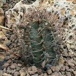 Astrophytum capricorne Leht