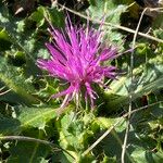 Cirsium acaule Květ