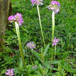Primula denticulata Habit