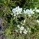 Arenaria aggregata Fleur