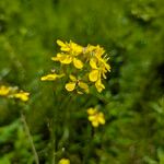 Coincya monensis Flower