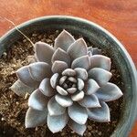 Graptopetalum rusbyi ഇല