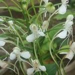 Habenaria procera Flor