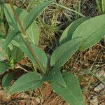 Helianthus occidentalis Habit