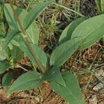 Helianthus occidentalis Habitus