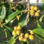 Ficus natalensis Vrucht