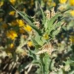 Scolymus hispanicus Feuille